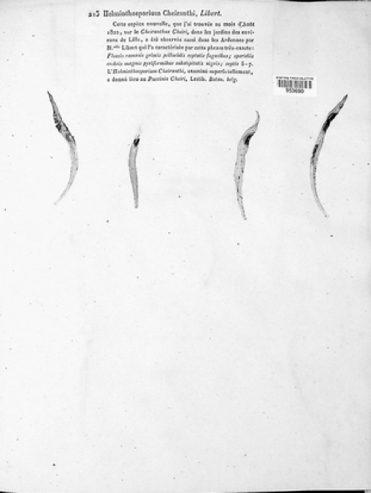 Alternaria cheiranthi image
